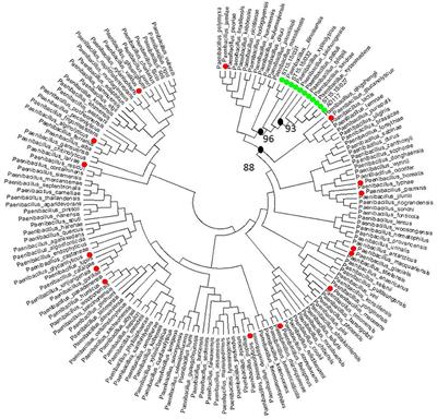 Potential for Biocontrol of Hairy Root Disease by a Paenibacillus Clade